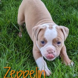 "5 Weeks 04/10" Olde English Bulldogge Puppies from Bachman Olde English Bulldogge LLC