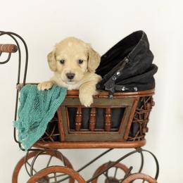Cream boy - Cream male Dachshund puppy in Seminary, Mississippi from Down South Mavericks Dachshunds