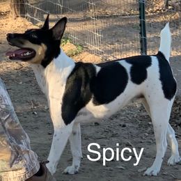 Spicy - Rat Terrier