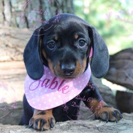 Sable, AKC Smooth Black and Tan - Black and tan female Dachshund puppy in Big Sandy, Texas from Linda B’s Dachshunds