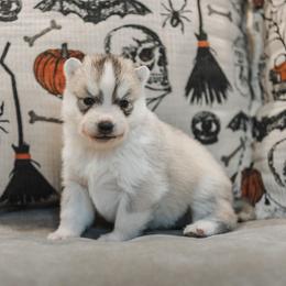 Nyx - Gray and white female Siberian Husky puppy in Front Royal, Virginia from North River Siberians