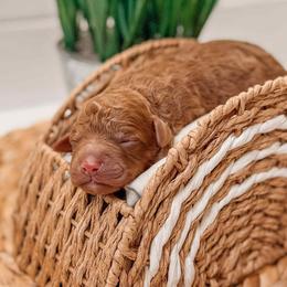 Hades - Red  male Goldendoodle puppy in Iola, Texas from Supreme Doodles of Texas
