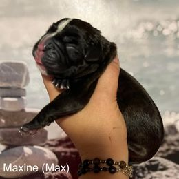 Boxer Puppies from Von Royal Dell’Infinite