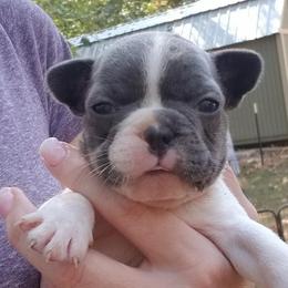 English Bulldog and French Bulldog Puppies from Blue Rover Bullies