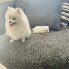 Anastasia - Pomeranian
