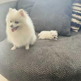 Anastasia - Pomeranian