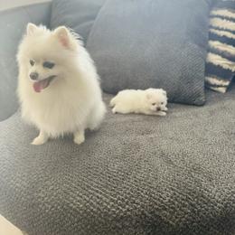 Anastasia - Pomeranian