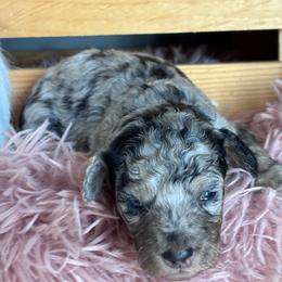 Nellie (yellow gold) - Blue merle female Bernedoodle puppy in Rising Sun, Indiana from Ruby Lane Doodles