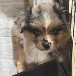Colt- Blue Merle Male - Blue merle male Miniature Australian Shepherd puppy in Nacogdoches, Texas from TK Standard, Mini, & Toy Aussies