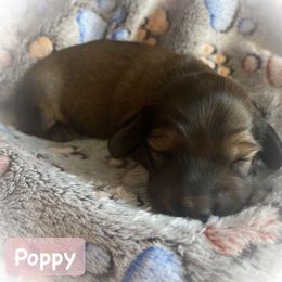 Dachshund Puppies from The Weenery