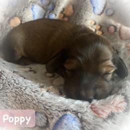 Dachshund Puppies from The Weenery