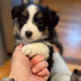 Strawberry - Black & white Miniature Australian Shepherd puppy in Harpers Ferry, West Virginia from Carter's Cuties