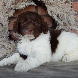 Carla - Parti female Labradoodle puppy in Millersburg, Ohio from My Pals