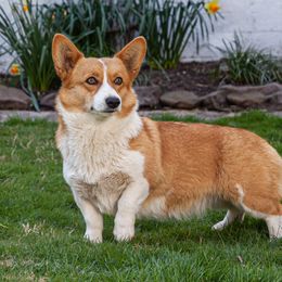 Allie - Pembroke Welsh Corgi