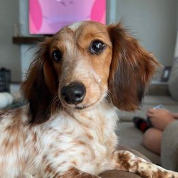 Rosa - Dachshund