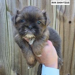 Paul McCartney - Green Collar - Blue male Shih Tzu puppy in Wymore, Nebraska from RVK Bulldogs & Shih-Tzus