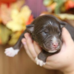 Australian Shepherd Puppies from HCA Aussies