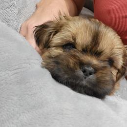 Shih Tzu Puppies from Chimera Shih Tzu