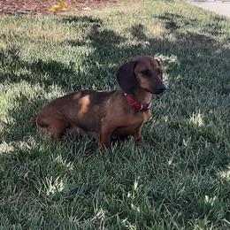 Coco - Dachshund