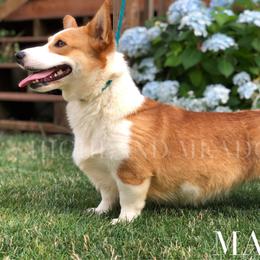 Mango - Pembroke Welsh Corgi