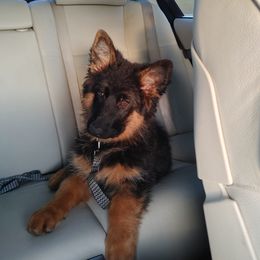 "Kizzi vom Schonwasser is AVAILABLE July 2022" German Shepherd Puppies from Schonwasser Shepherds