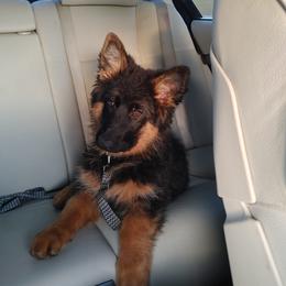 "Kizzi vom Schonwasser is AVAILABLE July 2022" German Shepherd Puppies from Schonwasser Shepherds