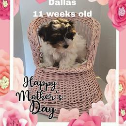 Blue Tri color Boy - Parti male Yorkshire Terrier puppy in Inverness, Florida from Luvayorkie&more