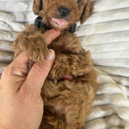 AKC NATHAN (black collar) - Red  male Poodle puppy in Dallas, Georgia from West Cobb Dogs