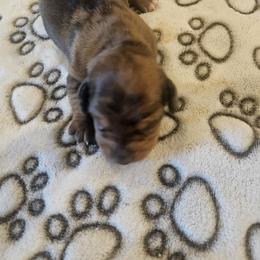Dewey - Chocolate and tan male Dachshund puppy in Celina, Texas from Daisy's Doxies