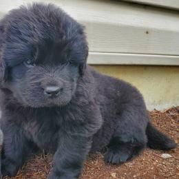 Ida - Black female Newfoundland puppy in Winfield, Pennsylvania from Najuananlo Newfoundlands