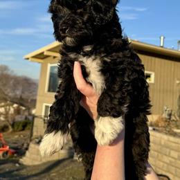 Schnoodle Puppies from Roux's Munchkins
