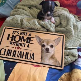 Boy 1 - Chocolate brindled fawn male Chihuahua puppy in Scranton, Pennsylvania from Grammy Farm