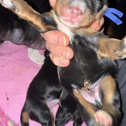 Blue - Phantom male Bernedoodle puppy in Curtice, Ohio from The Pink Doghouse