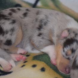Honey - Black white and tan female Collie puppy in Danville, Pennsylvania from Brookwood Collies, Smooth & Rough