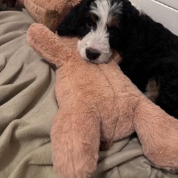 Bernedoodle Puppies from Bern'N Love Doodles