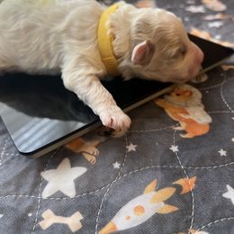 Girl 2 - Cream female Maltipoo puppy in Peekskill, New York from Dorothy Bunch's Maltipoos