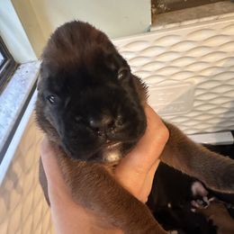 Nani - Fawn female Boxer puppy in Stuart, Florida from Treasure Coast Boxer and French Bulldog Puppies