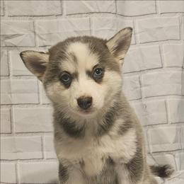 Daisy - Blue female Pomsky puppy in Stover, Missouri from Lx2 County Line Pomskies
