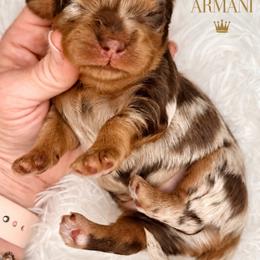 Armani - Merle male Cavapoo puppy in Cameron, South Carolina from Sassy Sailor & Company