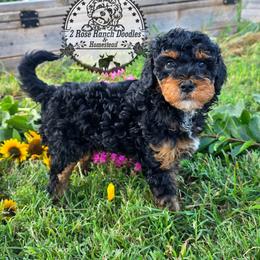 Phantom Female - Phantom female Bernedoodle puppy in Graham, Texas from 2 Rose Ranch Doodles