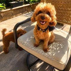 Arie - Poodle