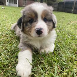 Miniature Australian Shepherd Puppies from Duncan’s Miniature Australian Shepherds