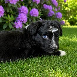 Tornado - Black tri-color male Australian Shepherd puppy in Marshall, Virginia from Aussie Tales Farm