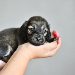 Blanche - Cream female Dachshund puppy in Youngstown, Florida from Paradox Dachshunds