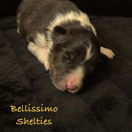 Baby Tri Boy - Black white and tan Shetland Sheepdog puppy in Idaho from Bellissimo Shelties