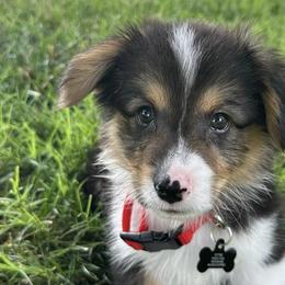 American Corgis and Pembroke Welsh Corgis from H&B Corgi’s