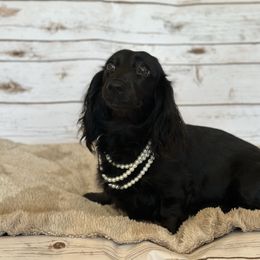 Cricket - Dachshund