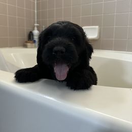 Black Russian Terrier Puppies from Nova Noir