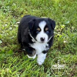 Annie - Black tri female Toy Australian Shepherd puppy in Bristow, Iowa from Pine Ridge Toy and Mini Aussies