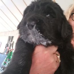 Newfoundland Puppies from Country Magik